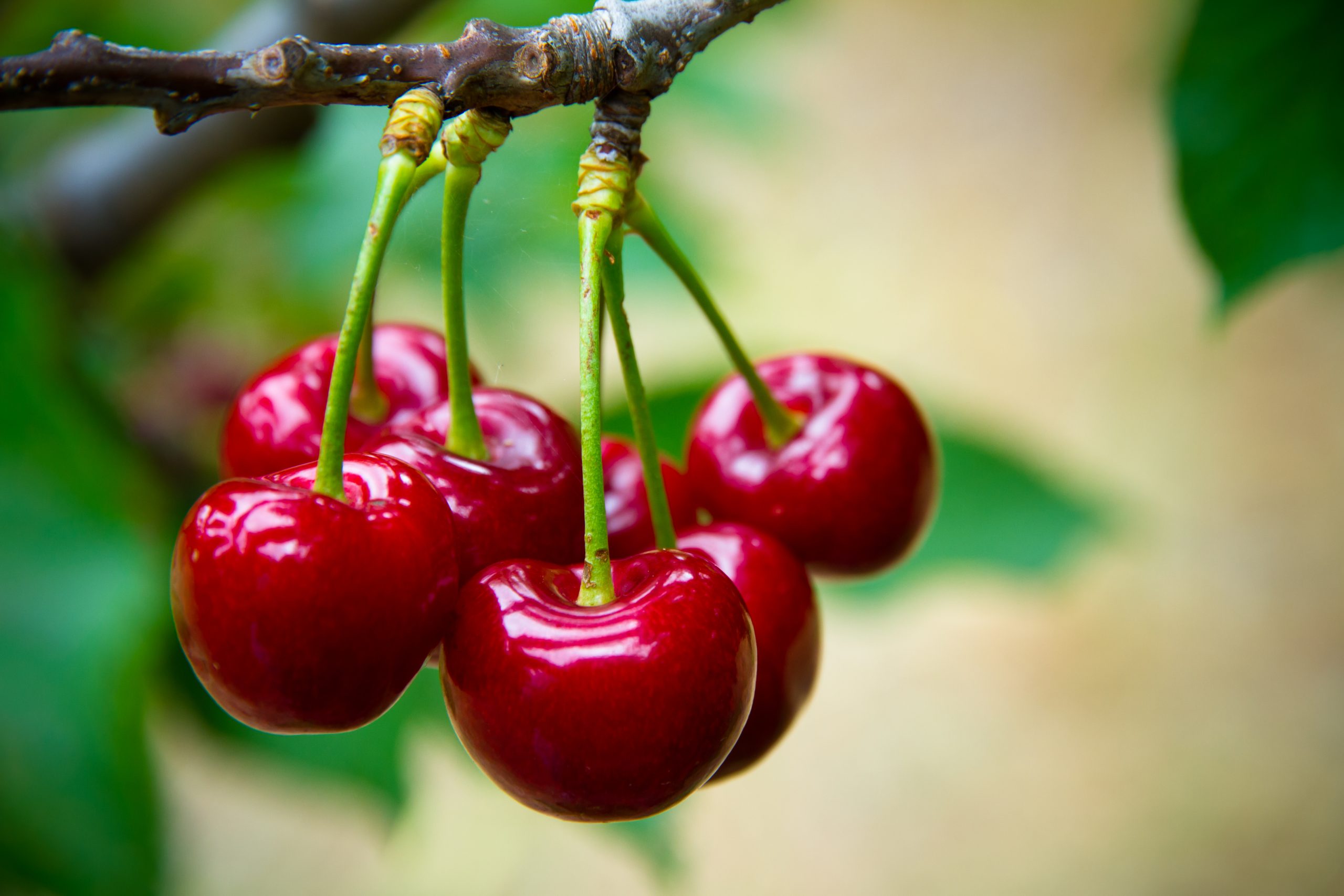 Chile Proyecta Exportar 100 Millones de Cajas de Cerezas para el Año Nuevo Chino