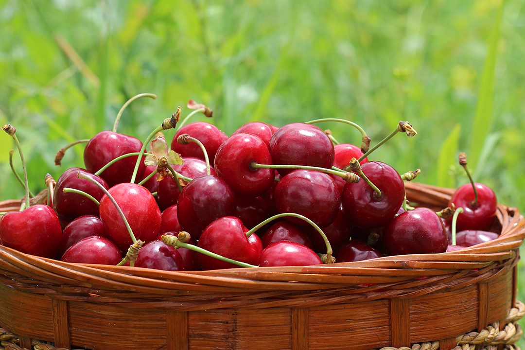 El SAG abre inscripciones para exportar cerezas y otras frutas a China para la temporada 2023-2024