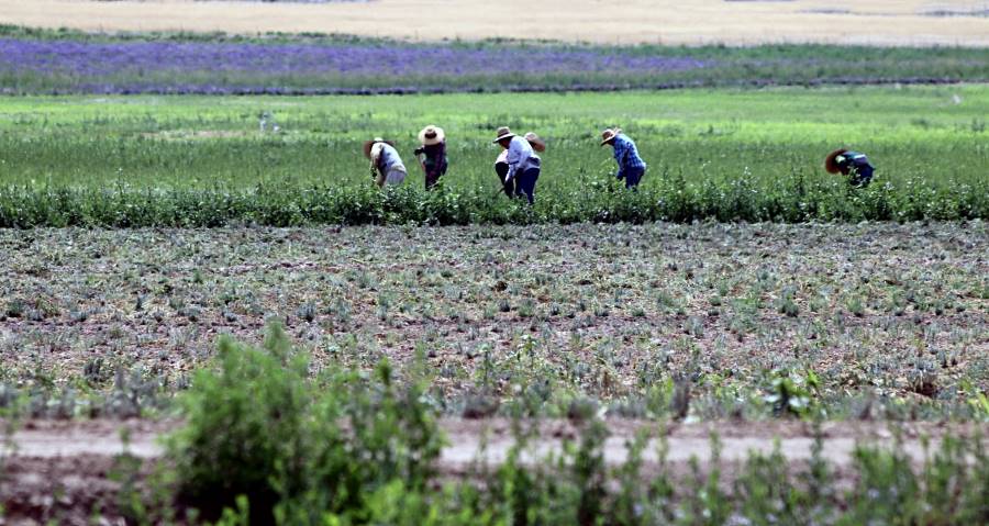 Agricultura y altas temperaturas: Planificación y prevención en el trabajo