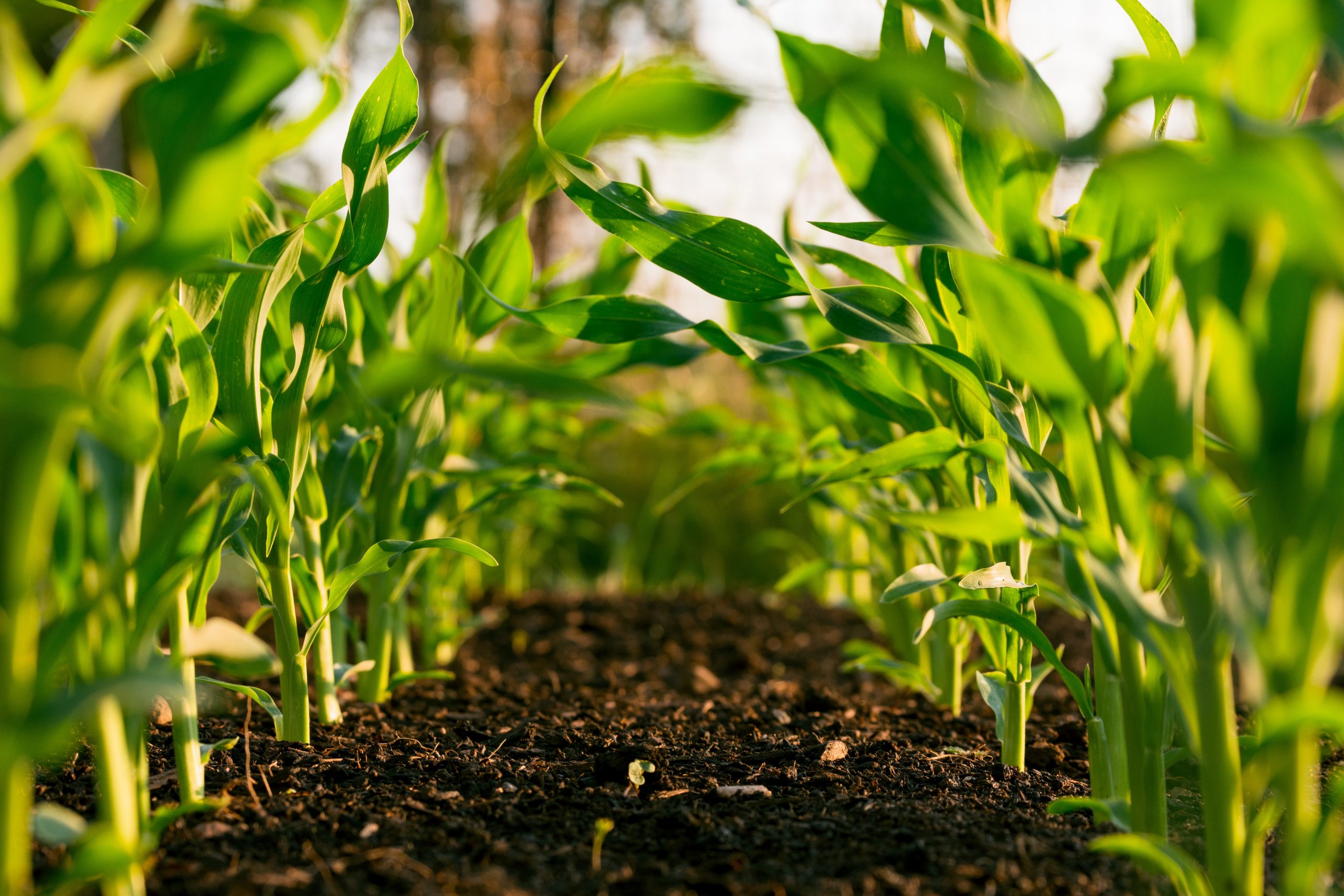 Encuesta Enagro 2023: Mejores Perspectivas Agrícolas para 2024