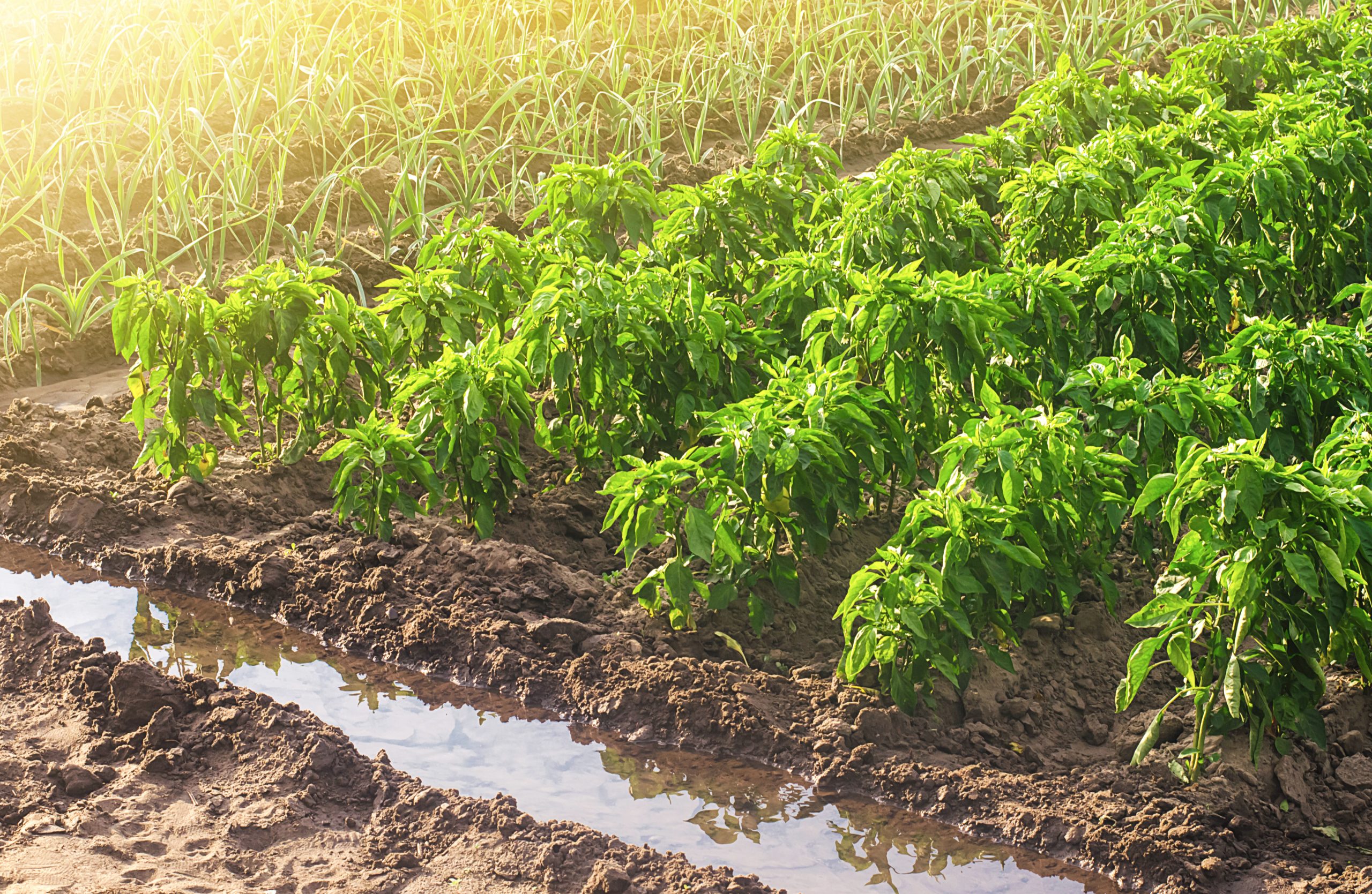 Ley de embalses agrícolas: ¿Cómo impacta al agro en Chile?