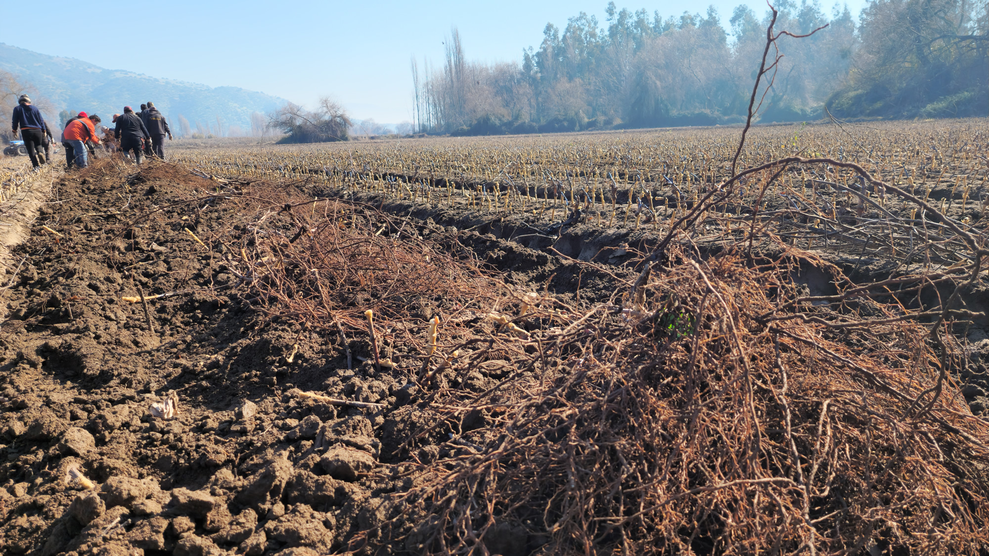Abogados del agro critican reavalúo fiscal de predios agrícolas por falta de transparencia