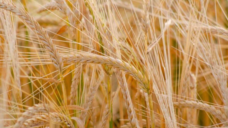 Propiedad intelectual vegetal: Eslabón estratégico para la innovación agrícola