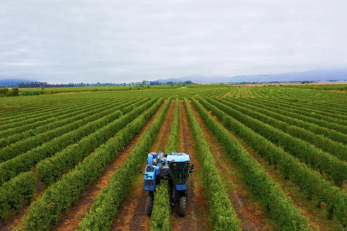 Cómo la Ley Karin impacta a empresas agrícolas en temporada de cosecha