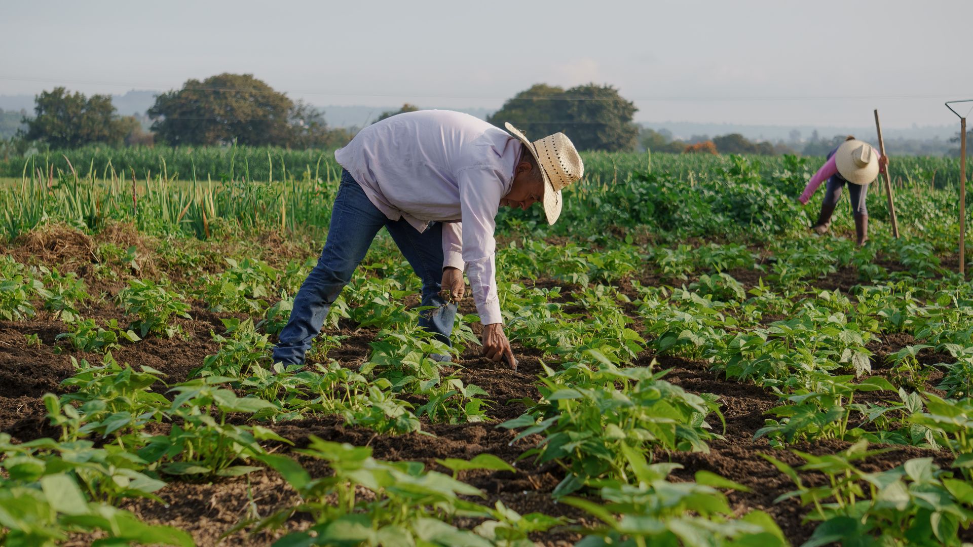 Cierre de temporada y despidos: errores que las empresas agrícolas deben evitar